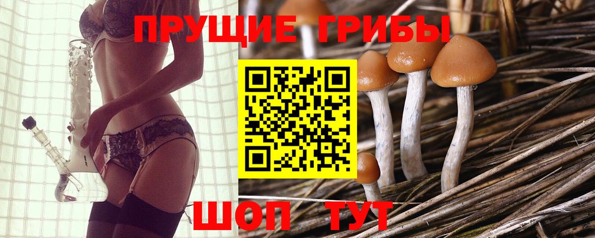Псилоцибиновые грибы Psilocybe Брянск